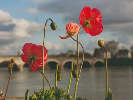 Coquelicots