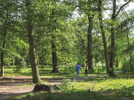 Forêt de Saint Germain